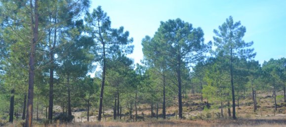 215m² Land in Grandola, Portugal No. 129742 2