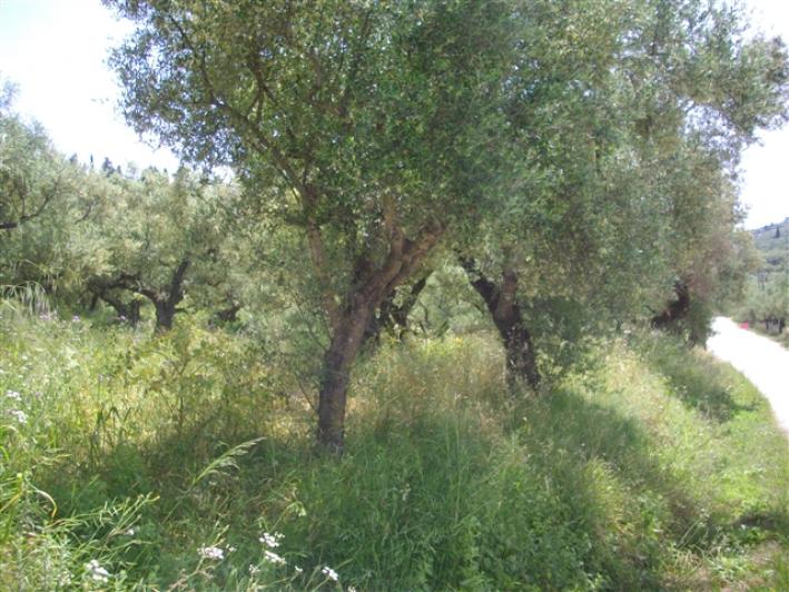 Terreno en Zakynthos, Greece No. 510