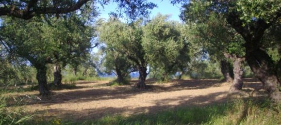  قطعة أرض في Zakynthos, Greece رقم 510 6