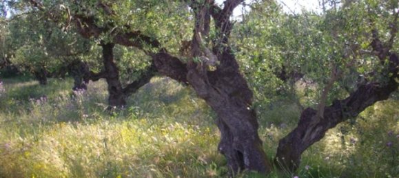  قطعة أرض في Zakynthos, Greece رقم 510 7