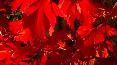 3 Schlafzimmer Stadthaus in Koblach, Austria, Nr. 171417