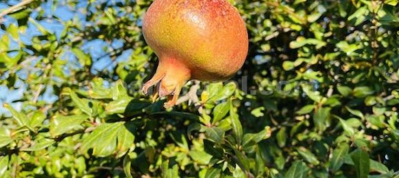 4 bedrooms Villa in Tijola, Spain No. 7329 26