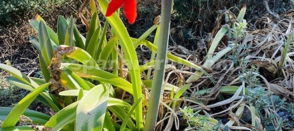 4 bedrooms Villa in Tijola, Spain No. 7329 25