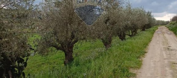 1-Zimmer Grundstück in Grammichele, Italy, Nr. 72188 9