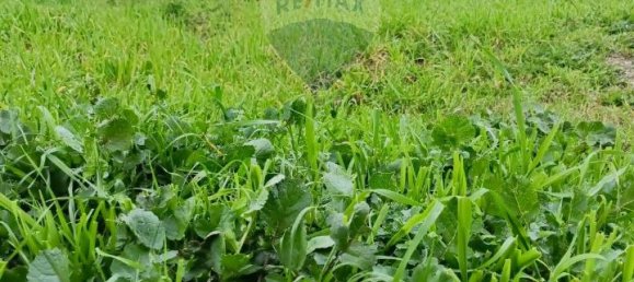 1-Zimmer Grundstück in Grammichele, Italy, Nr. 72188 5