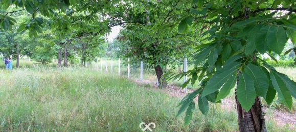 Terrain à Tondela, Portugal No. 77267 5