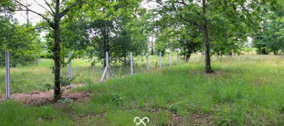 Terrain à Tondela, Portugal No. 77267 3