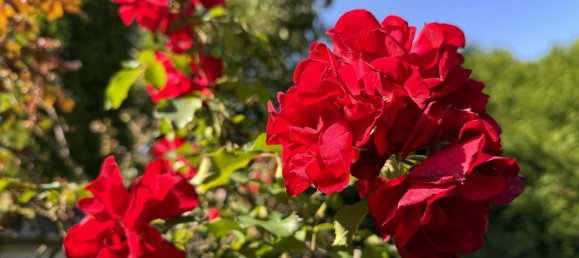 2 غرف نوم شقة في Rhein-Sieg, Germany رقم 218108 43