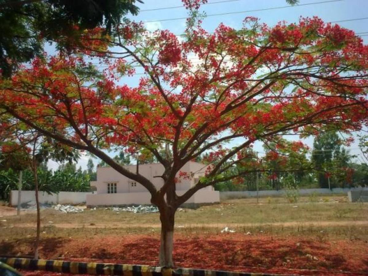  Land in Bangalore, India No. 30692