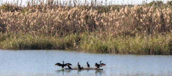 Bungalow de 3 dormitorios en Pilar de la Horadada, Spain No. 3714 19
