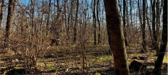 4626m² Land in Sernaglia della Battaglia, Italy No. 299579 6