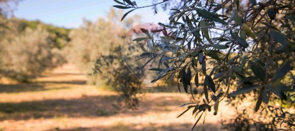 Casa de 4 divisões em Roccastrada, Italy N.º 258350 39