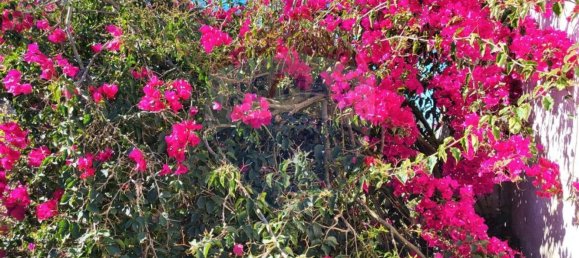 3 chambres Maison à Mafra, Portugal No. 73911 13