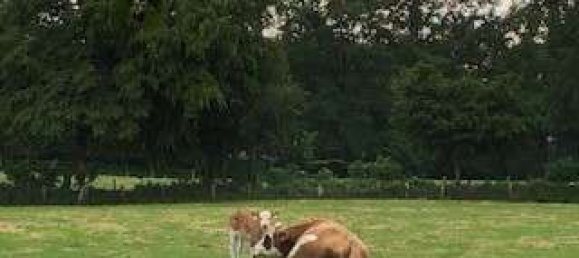 5 Schlafzimmer Bungalow in Wandsbek, Germany, Nr. 272422 7