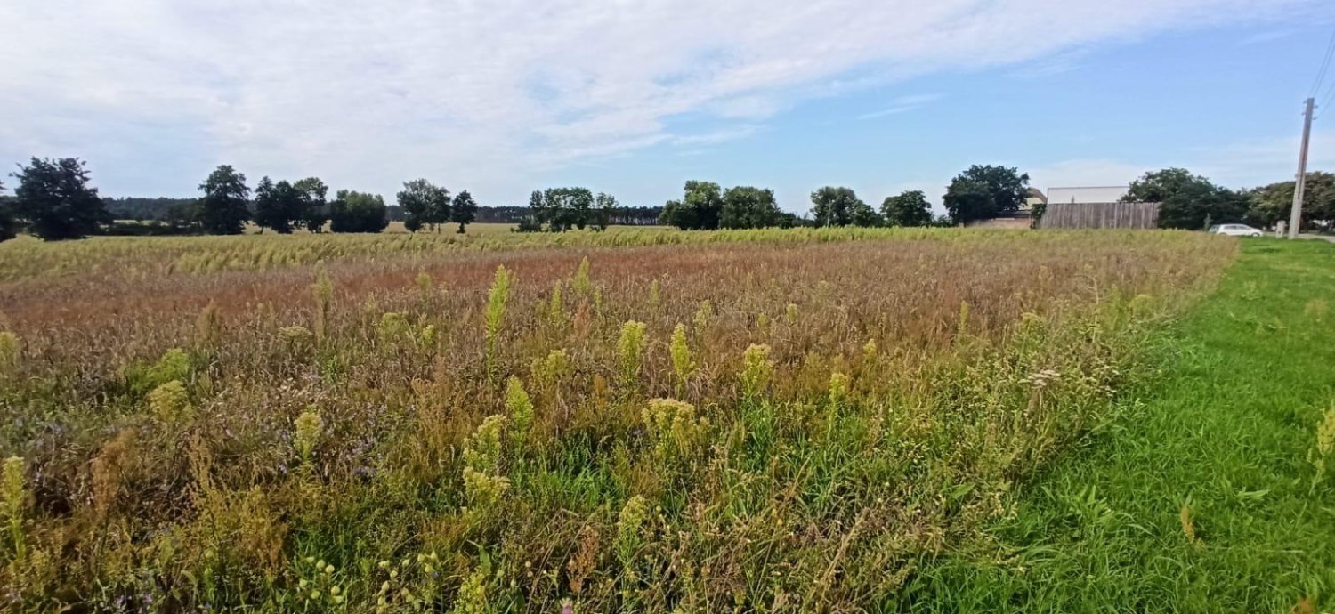 Terrain à Jerichower Land, Germany No. 218855