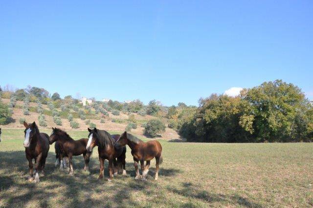 4 Schlafzimmer Haus in Tarano, Italy, Nr. 171532