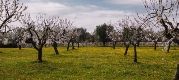8 rooms Villa in Ostuni, Italy No. 168862 17
