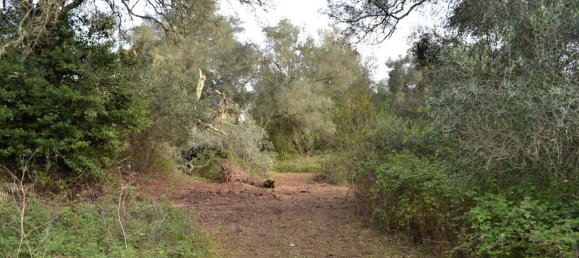 Gewerbliche Immobilie in Corfu, Greece 420m², Nr. 4412 10