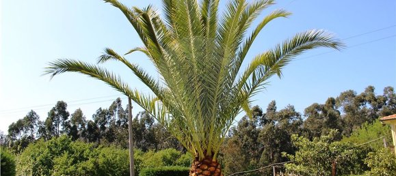 4 bedrooms House in Rossas, Portugal No. 34448 31