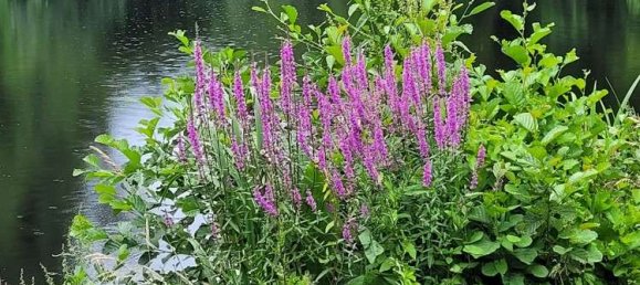 Таунхаус с 2 спальнями в Markisch-Oderland, Германия № 45092 23