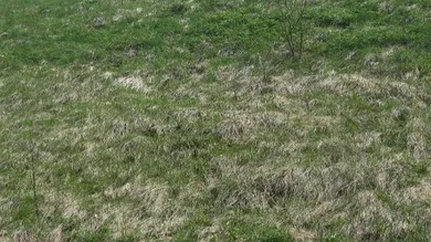  Land in Waidhofen an der Ybbs, Austria No. 213204