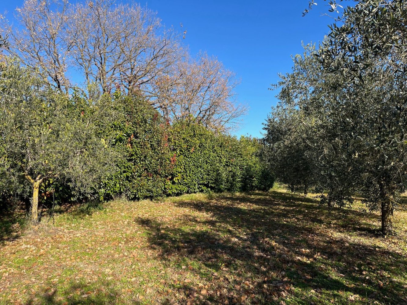 40800m² Land in Gallese, Italy No. 257021