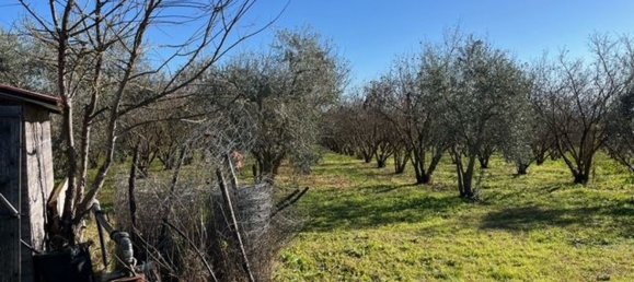 40800m² Land in Gallese, Italy No. 257021 3