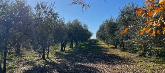 40800m² Land in Gallese, Italy No. 257021 4