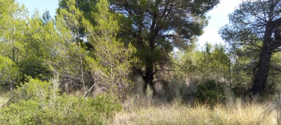 Земельный участок 4986м² в Кастельон, Испания № 190630 14