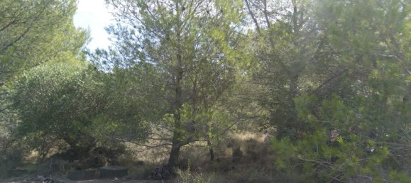 Земельный участок 4986м² в Кастельон, Испания № 190630 21