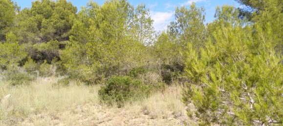 Земельный участок 4986м² в Кастельон, Испания № 190630 7