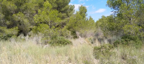 Земельный участок 4986м² в Кастельон, Испания № 190630 9