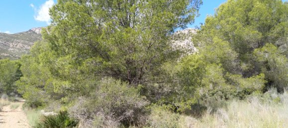 Земельный участок 4986м² в Кастельон, Испания № 190630 11