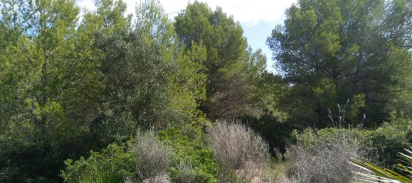 Земельный участок 4986м² в Кастельон, Испания № 190630 22