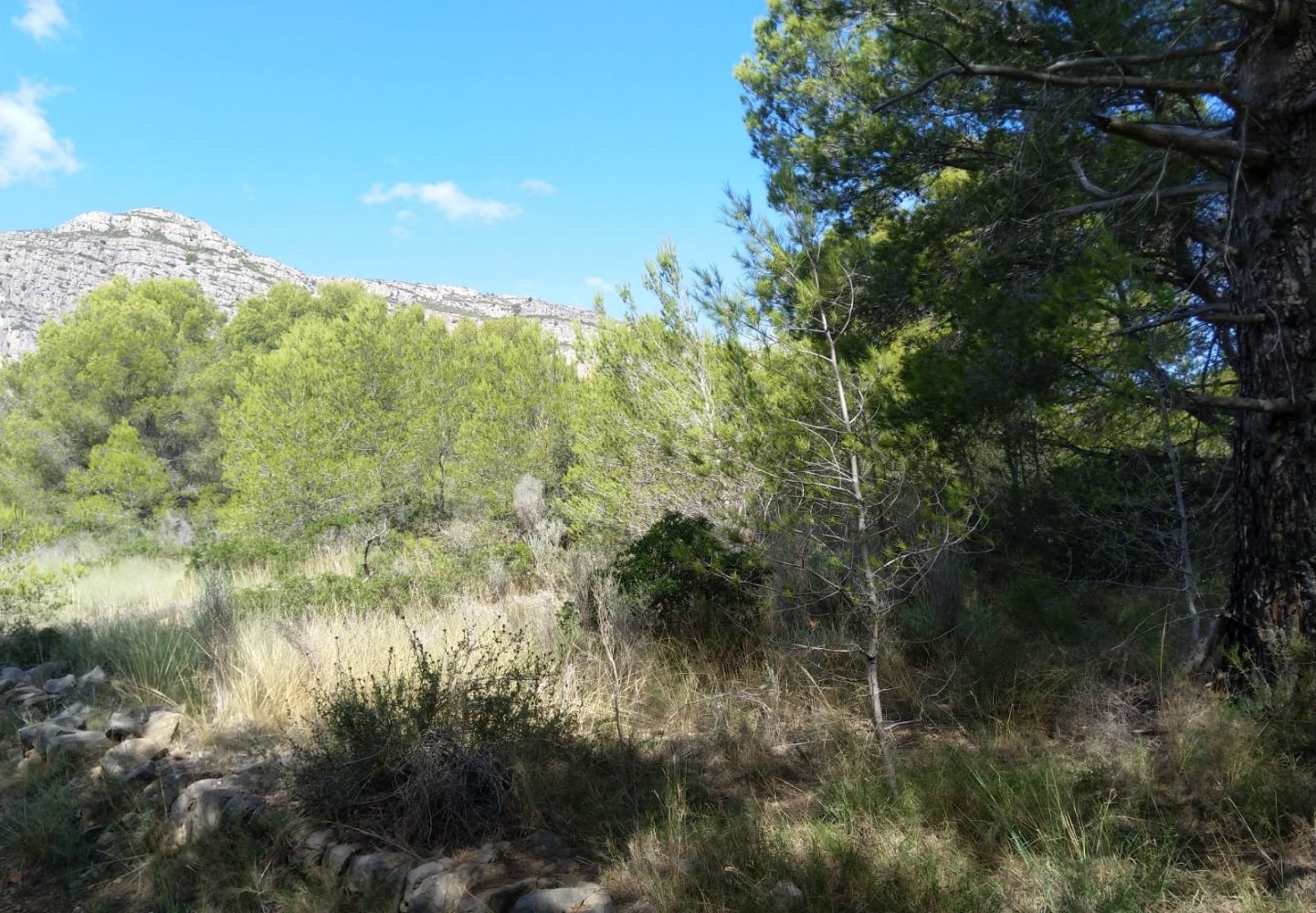 Земельный участок 4986м² в Кастельон, Испания № 190630