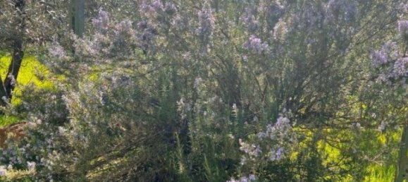  قطعة أرض في Laterina Pergine Valdarno, Italy 4164متر مربع رقم 137390 12