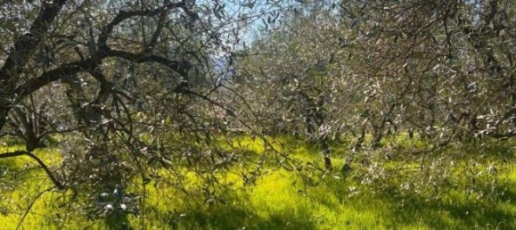  قطعة أرض في Laterina Pergine Valdarno, Italy 4164متر مربع رقم 137390 11