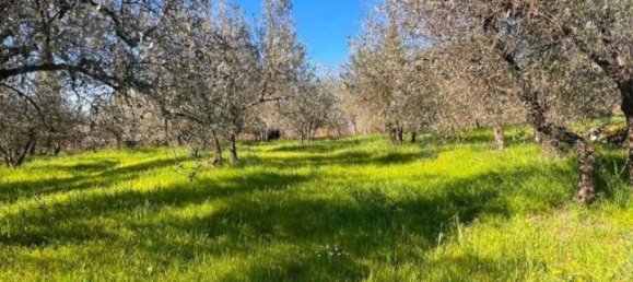  قطعة أرض في Laterina Pergine Valdarno, Italy 4164متر مربع رقم 137390 9