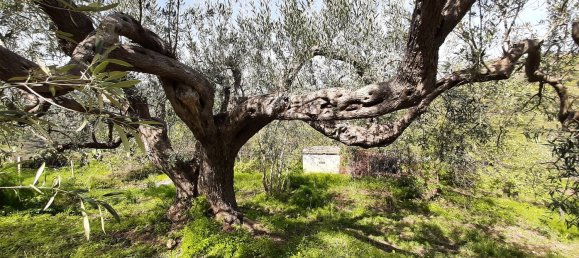 Студия в Поллина, Италия № 256226 3