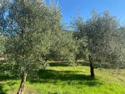 Grundstück in Sao Cristovao de Nogueira, Portugal 1260m², Nr. 55615