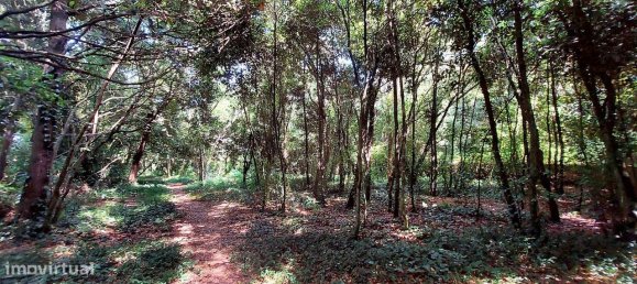 Grundstück in Caldas da Rainha, Portugal 112612m², Nr. 82243 11