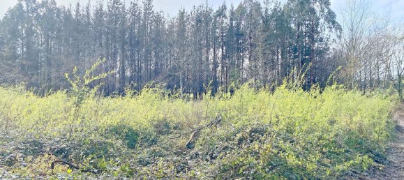 Grundstück in Abegondo, Spain 13990m², Nr. 45911 11