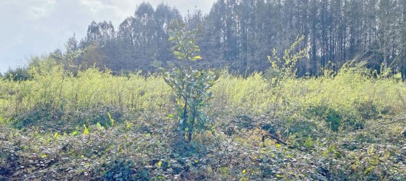 Grundstück in Abegondo, Spain 13990m², Nr. 45911 6