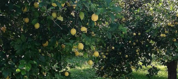 Terreno en Syracuse, Italy 295000 m² No. 244127 11