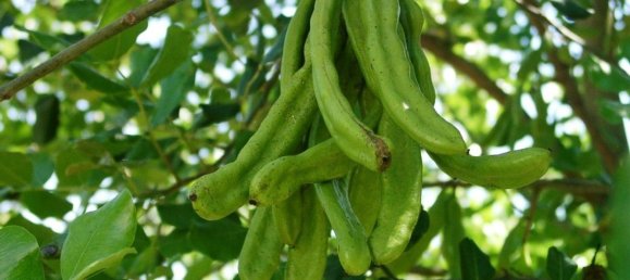 Terreno en Syracuse, Italy 295000 m² No. 244127 2