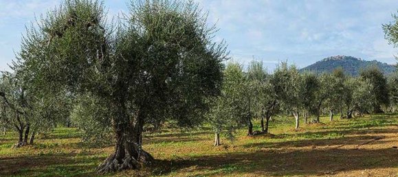 Terreno en Syracuse, Italy 295000 m² No. 244127 3