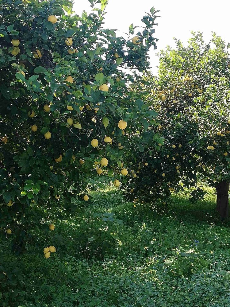 Terreno en Syracuse, Italy 295000 m² No. 244127