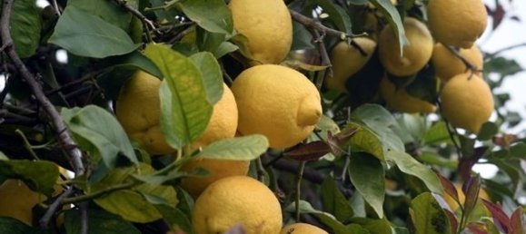 Terreno en Syracuse, Italy 295000 m² No. 244127 5