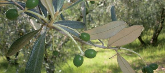 Terreno en Syracuse, Italy 295000 m² No. 244127 7