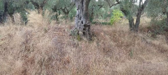  قطعة أرض في Zakynthos, Greece رقم 535 13